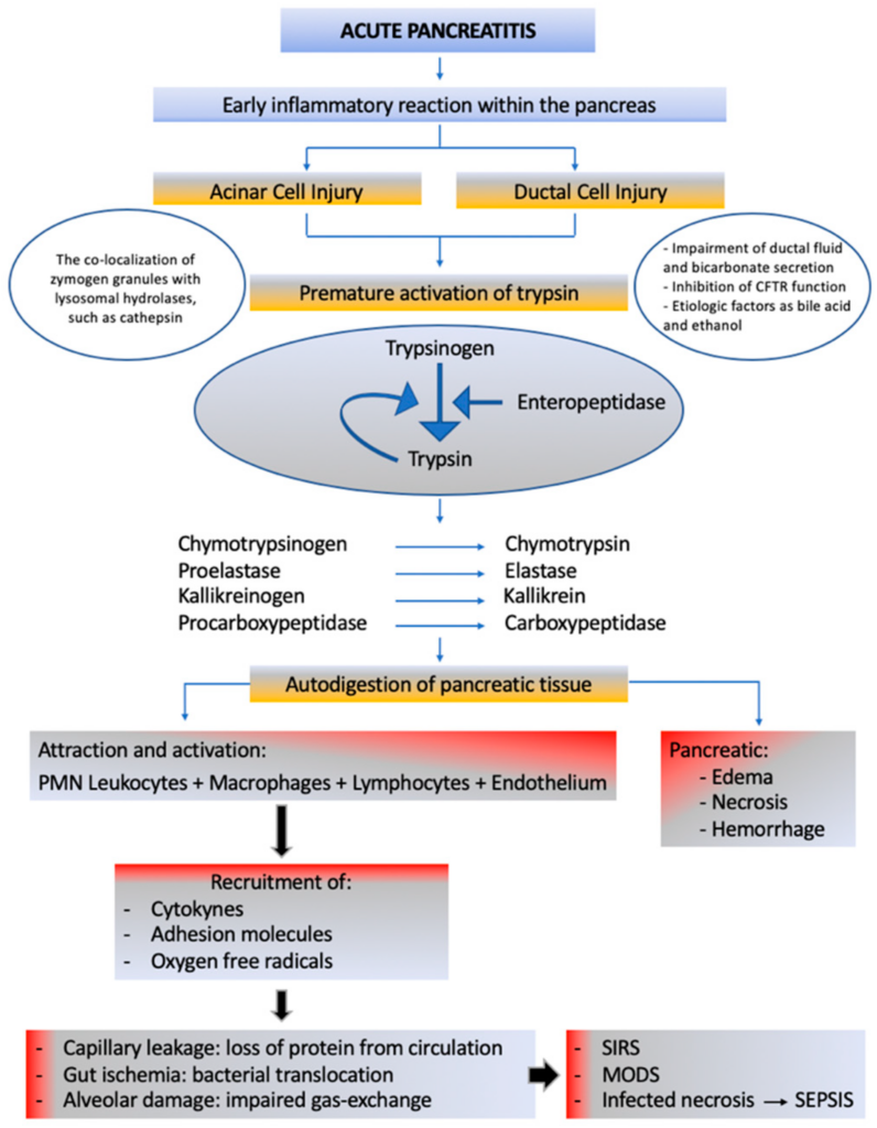 Acute Pancreatitis in the Modern Era: Advancements in Diagnosis and Treatment