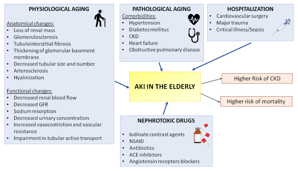 Acute Renal Failure in Elderly Patients: Recognizing Risks and Challenges
