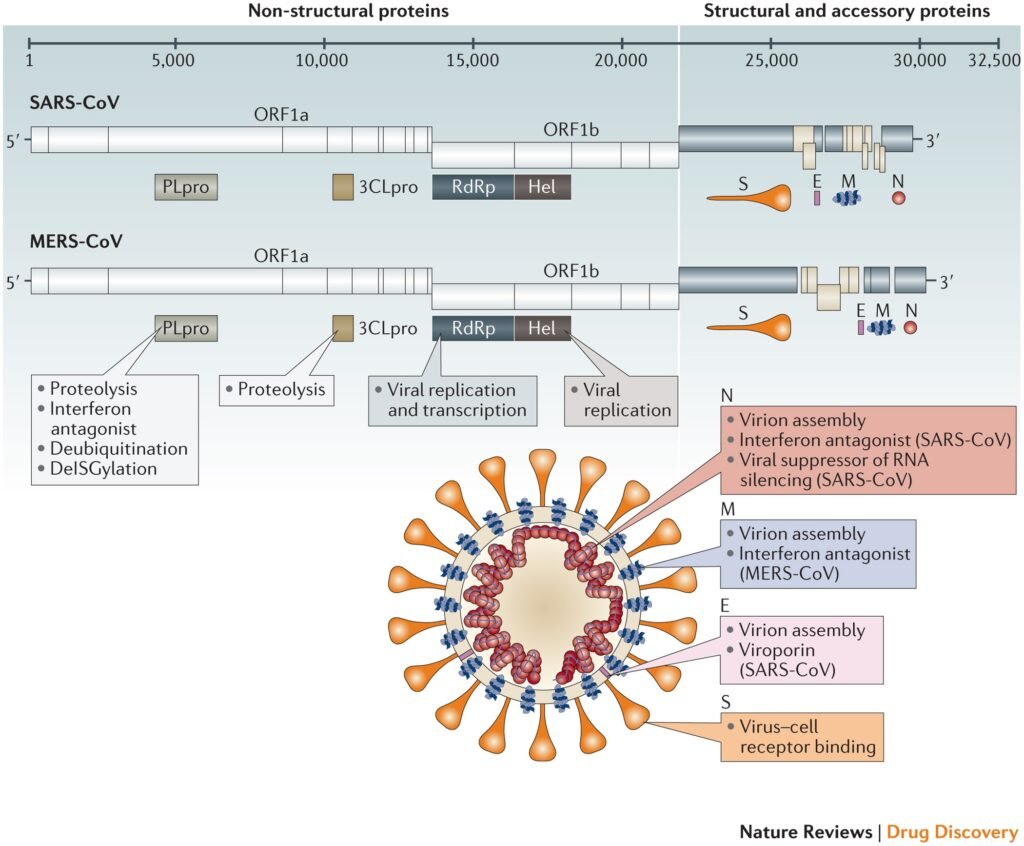 Advancements in MERS-CoV Research: Promising Treatment Approaches