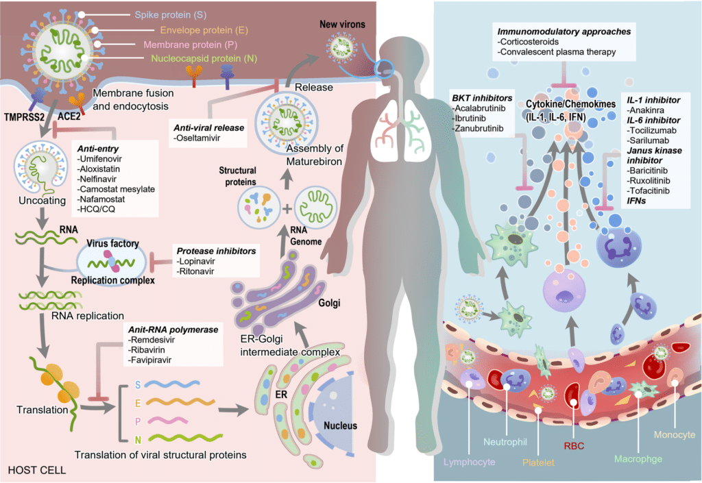 Advancements in MERS-CoV Research: Promising Treatment Approaches