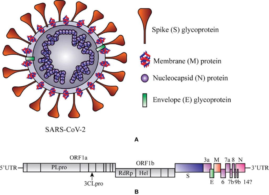 Advancements in MERS-CoV Research: Promising Treatment Approaches