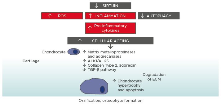 Arthritis in Older Adults: Age-Related Factors and Coping Mechanisms