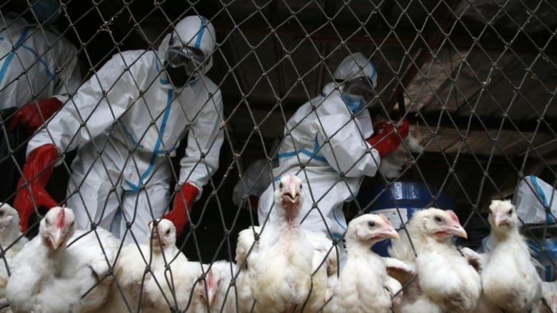 Bird Flu Outbreak: Latest Updates