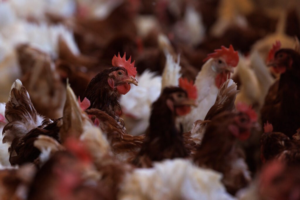 Bird Flu Outbreak: Latest Updates