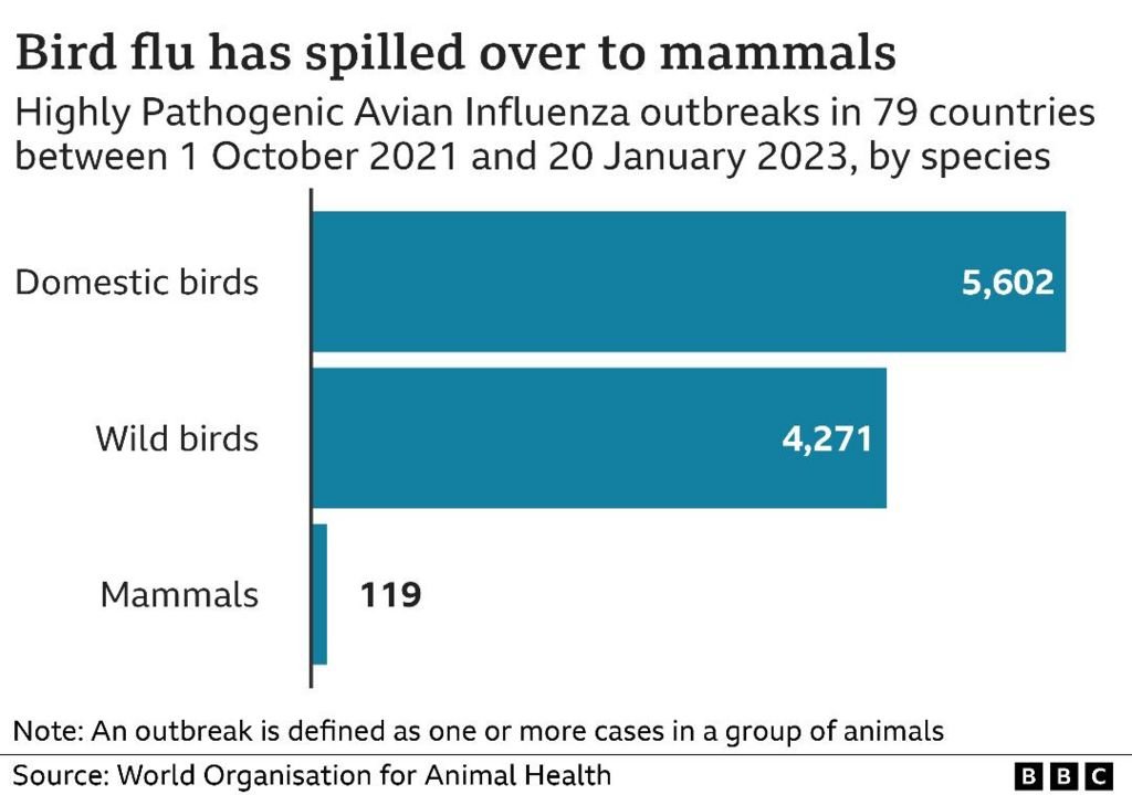Bird Flu Outbreak: Latest Updates