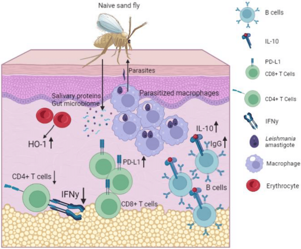 Breaking the Cycle: Strategies to Control Leishmaniasis Transmission