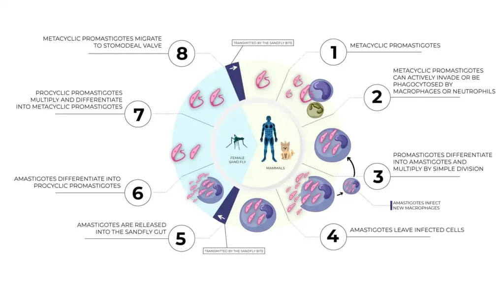 Breaking the Cycle: Strategies to Control Leishmaniasis Transmission