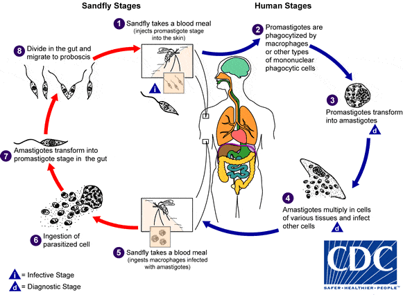 Breaking the Cycle: Strategies to Control Leishmaniasis Transmission