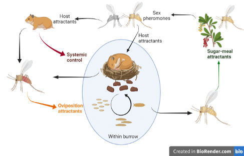 Breaking the Cycle: Strategies to Control Leishmaniasis Transmission