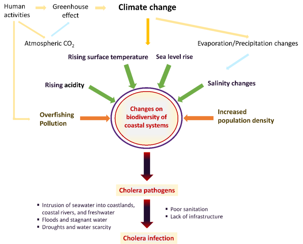Cholera Epidemics: Global Impact and Response