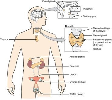 Common Symptoms and Causes of Endocrine System Disorders