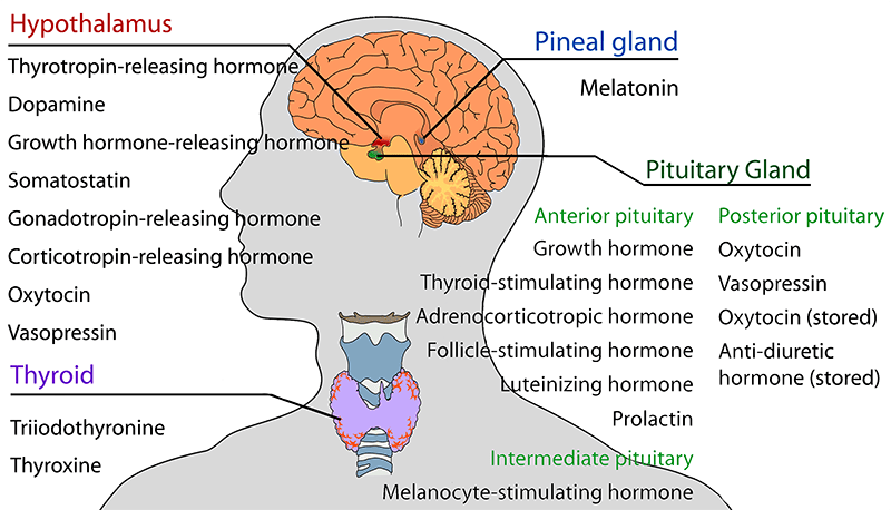 Coping with the Emotional Effects of Endocrine System Disorders Coping with the Emotional Effects of Endocrine System Disorders
