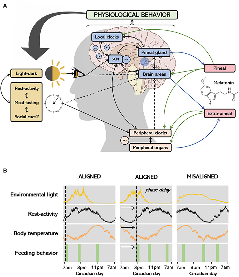 Depression and Sleep Disorders: Unraveling the Connection Depression and Sleep Disorders: Unraveling the Connection