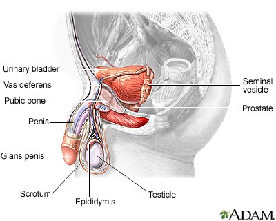 Diagnosing an Enlarged Prostate