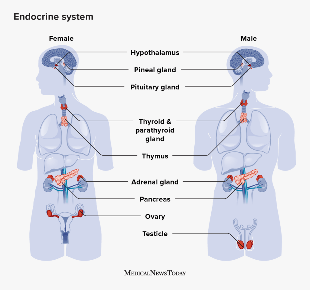 Diagnosing and Treating Endocrine System Disorders Diagnosing and Treating Endocrine System Disorders