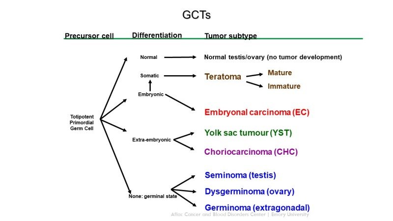 Diagnosis and Treatment of Germ Cell Tumors