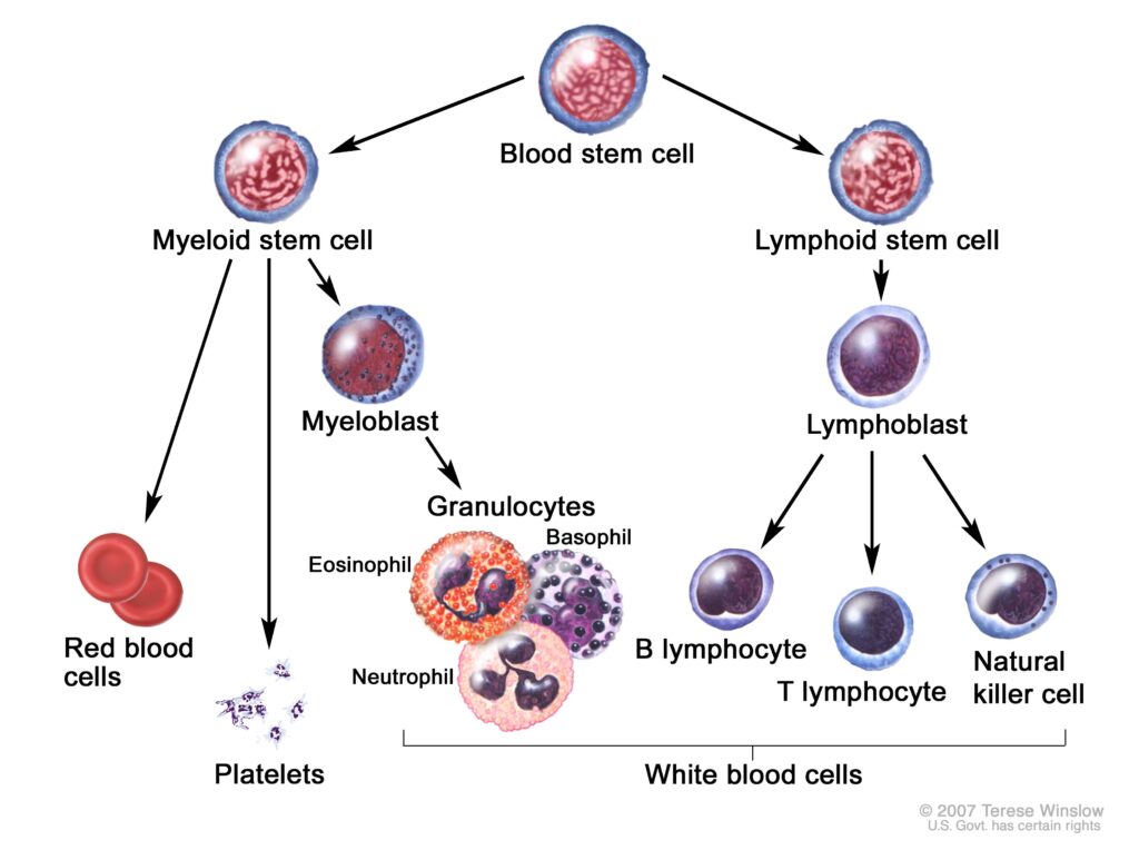 Educational Resources for Families Dealing with Acute Lymphoblastic Leukemia in Children