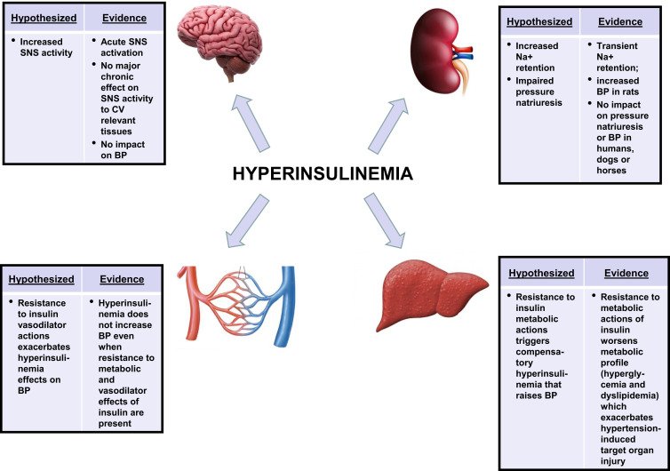 Effects of Insulin Resistance on Heart Health