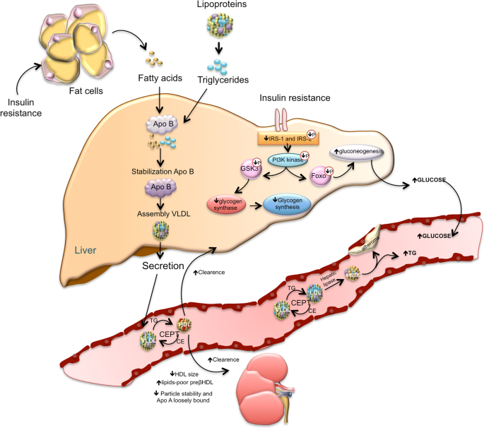 Effects of Insulin Resistance on Heart Health
