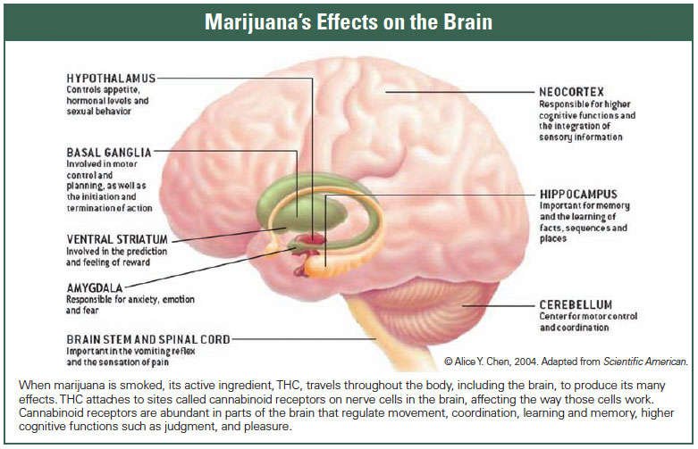 Effects of Marijuana Addiction