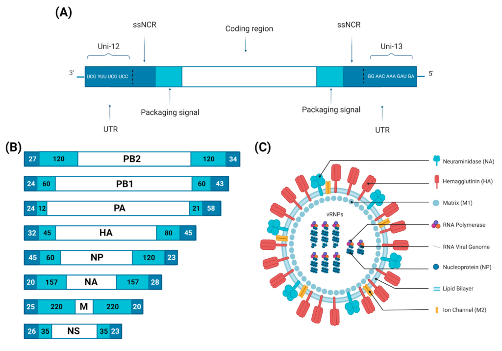 Evaluating the Impacts of Avian-Origin Influenza on Human Health Evaluating the Impacts of Avian-Origin Influenza on Human Health