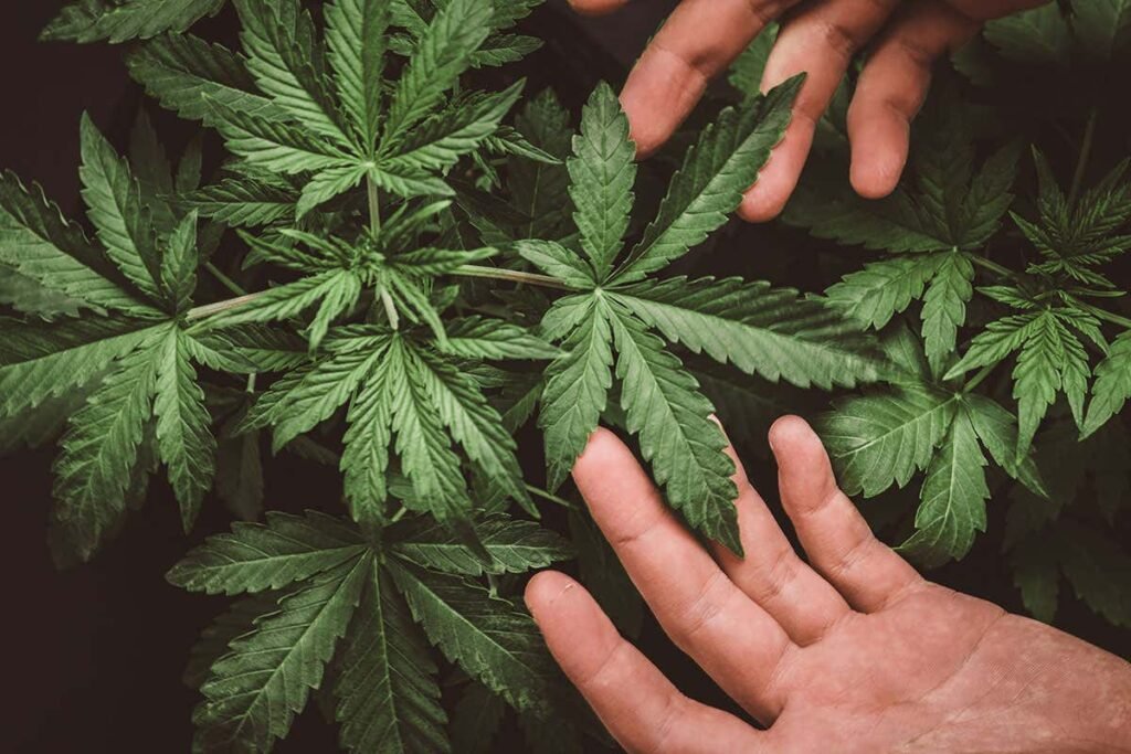 Exploring Effective Treatments for Cannabis Addiction