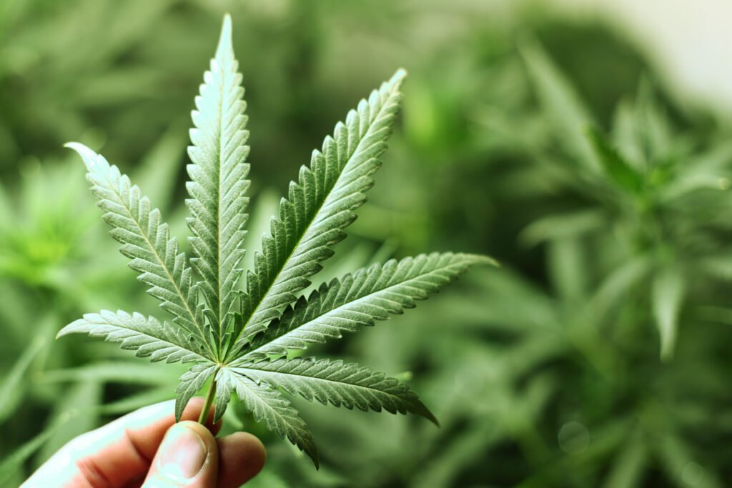 Exploring Effective Treatments for Cannabis Addiction