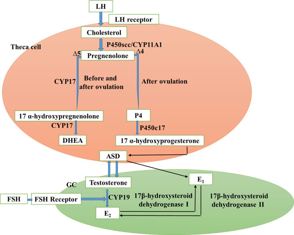 Exploring Insulin Resistance in Women with Polycystic Ovary Syndrome