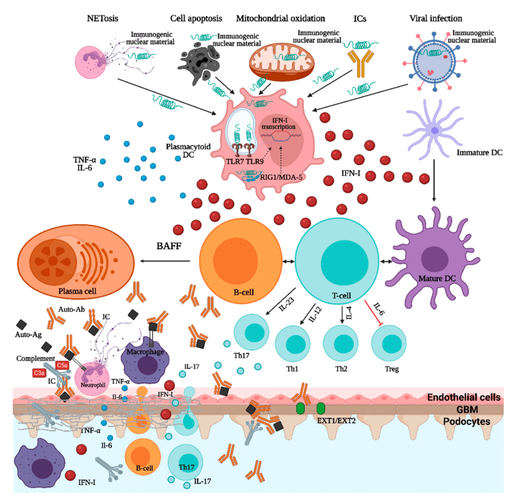 Exploring Lupus Research and Advances