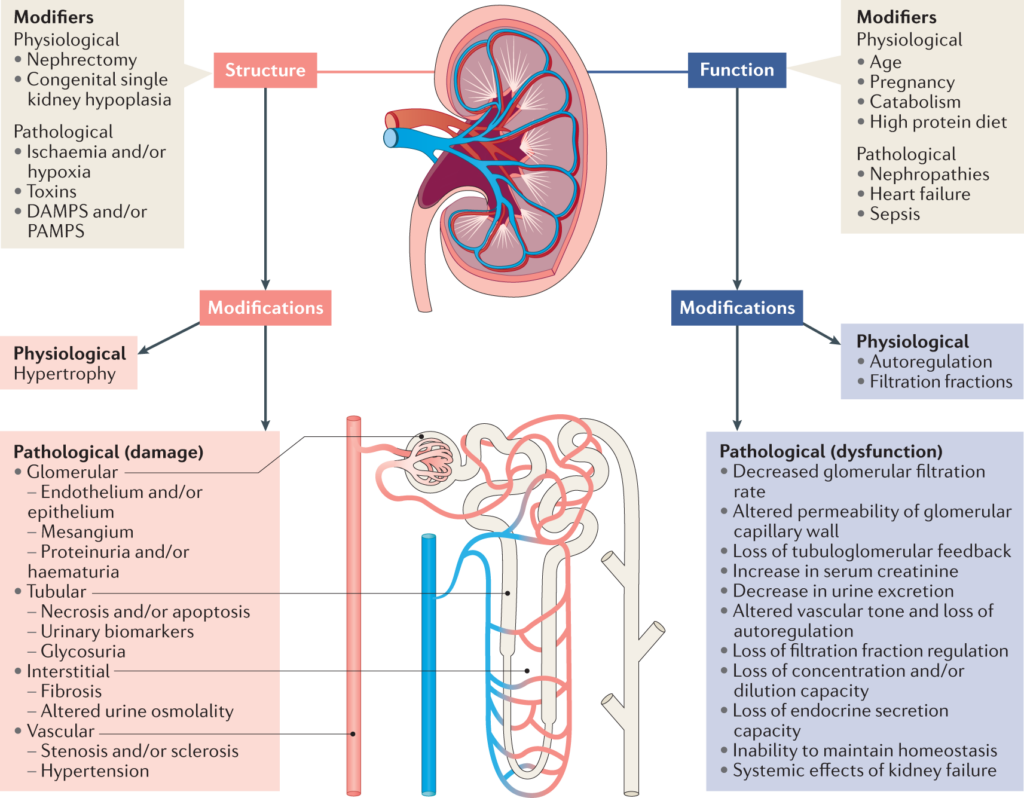 Exploring Recent Advances in Treating Acute Renal Failure