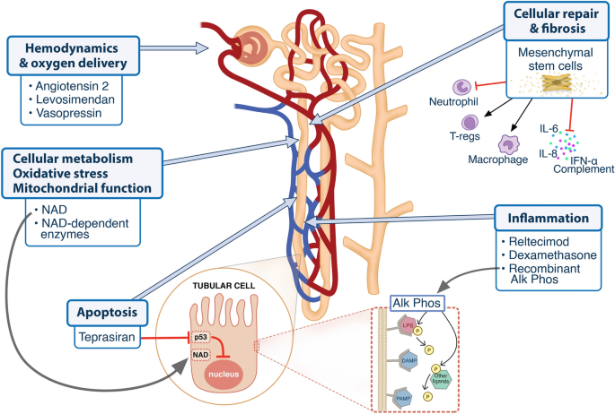 Exploring Recent Advances in Treating Acute Renal Failure