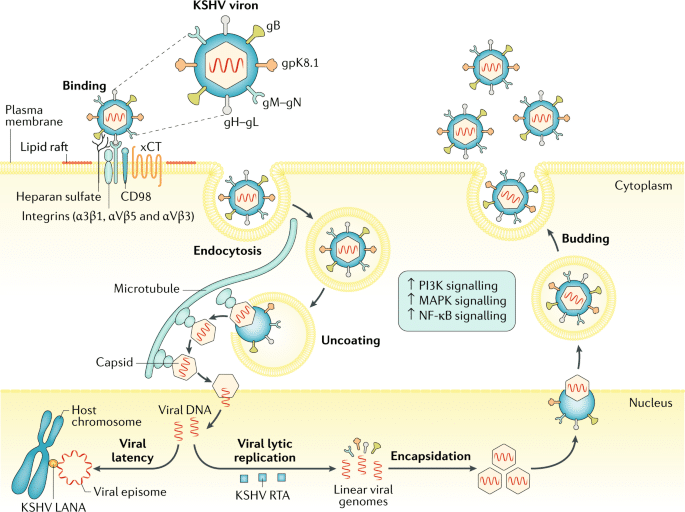 Exploring the Link Between HIV and Kaposis Sarcoma