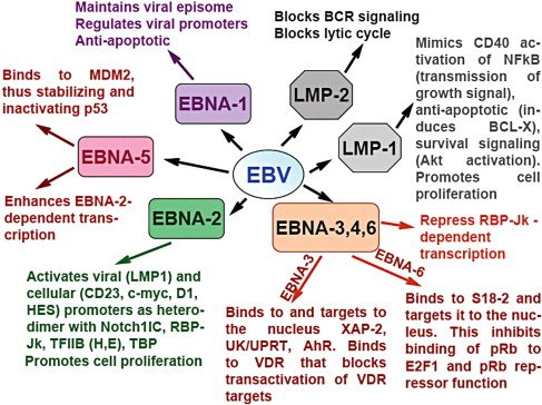 Exploring the Relationship Between Epstein-Barr Virus and Burkitt Lymphoma