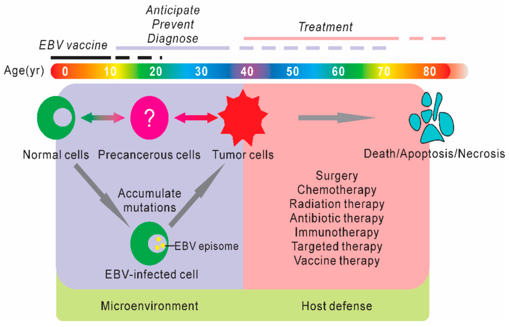 Exploring the Relationship Between Epstein-Barr Virus and Burkitt Lymphoma