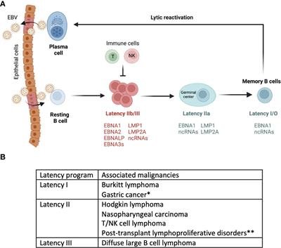 Exploring the Relationship Between Epstein-Barr Virus and Burkitt Lymphoma