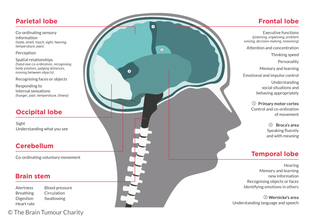 Exploring the Symptoms of Meningioma