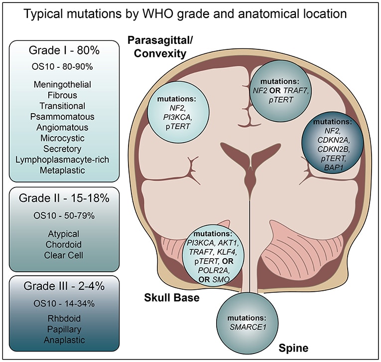 Exploring the Symptoms of Meningioma