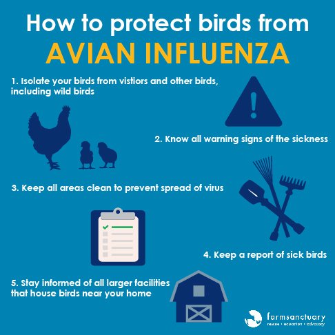 How To Prevent Bird Flu - Ask The Nurse Expert