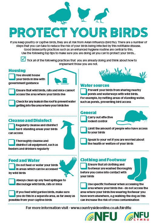 How To Prevent Bird Flu