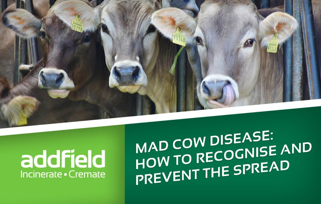 How To Prevent Mad Cow Disease