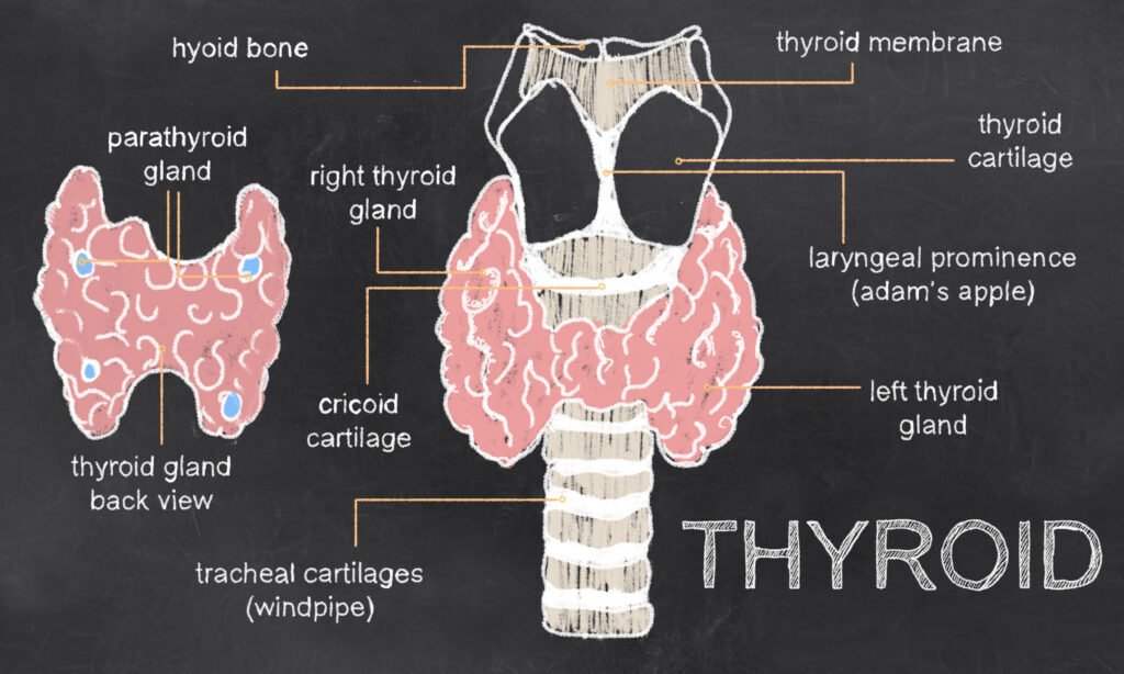 Hyperthyroidism 101: What You Need to Know