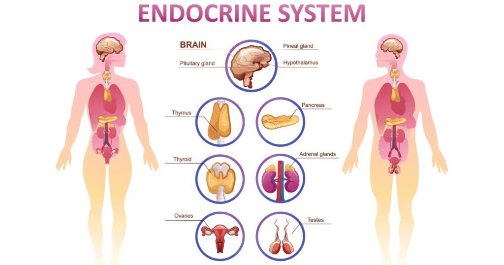 Improving Quality of Life for Individuals with Endocrine System Disorders