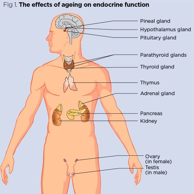 Improving Quality of Life for Individuals with Endocrine System Disorders