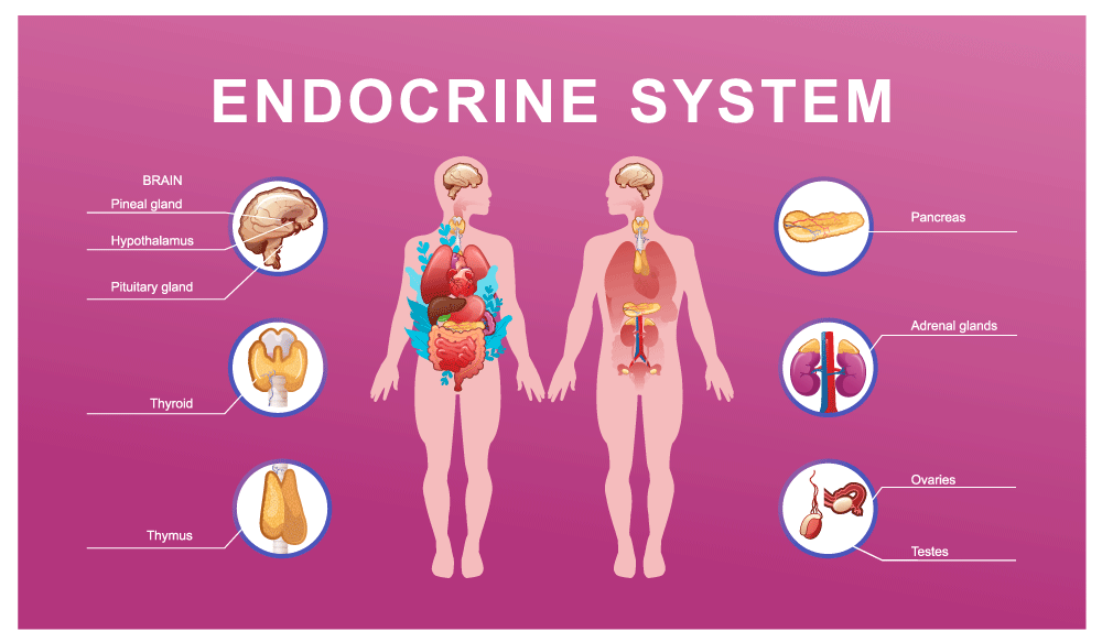 Improving Quality of Life for Individuals with Endocrine System Disorders