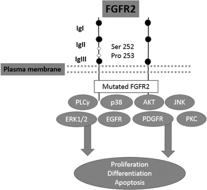 Latest Research Advances in Apert Syndrome