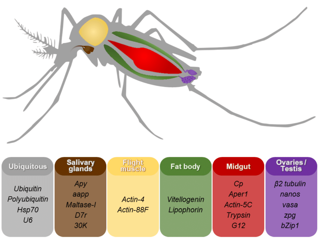 Latest Research on Mosquito-borne Diseases