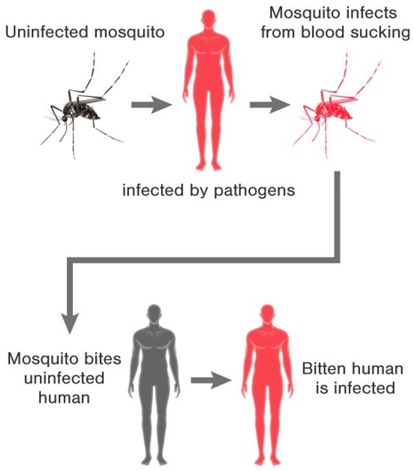 Latest Research on Mosquito-borne Diseases