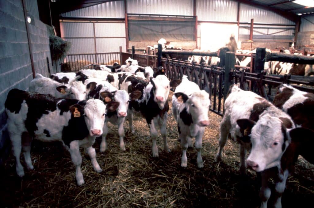 Mad Cow Disease: A Global Health Concern