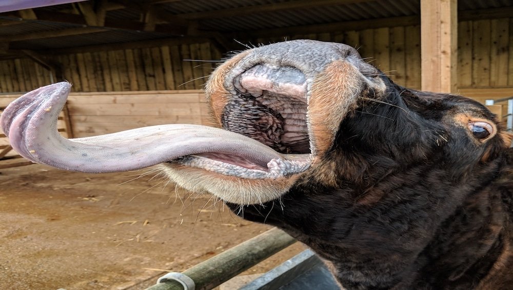 Mad Cow Disease: A Global Health Concern