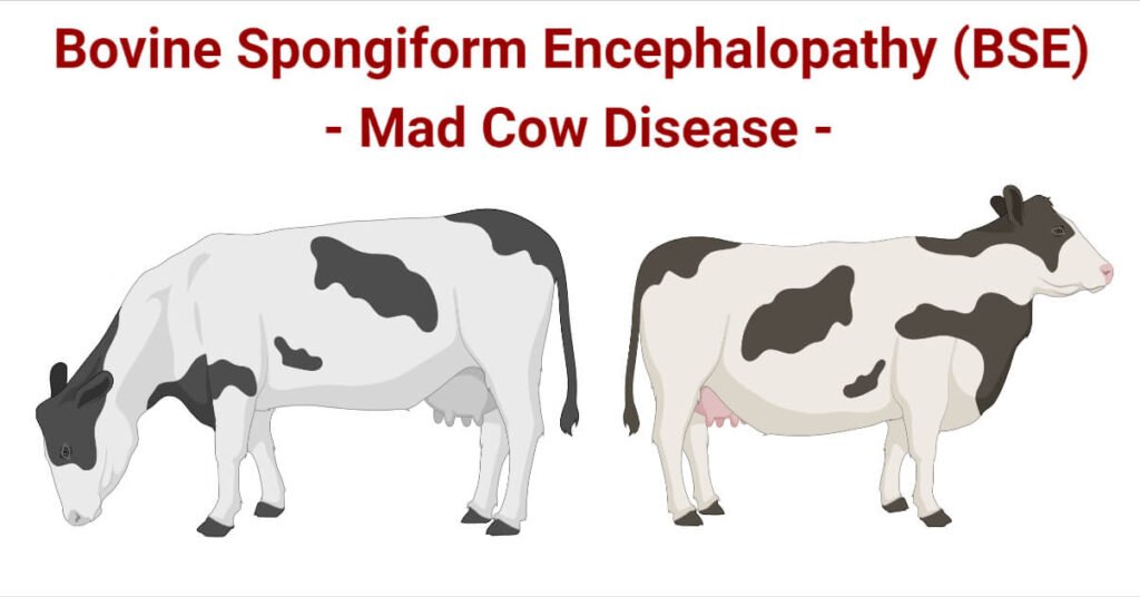 Mad Cow Disease: A Global Health Concern